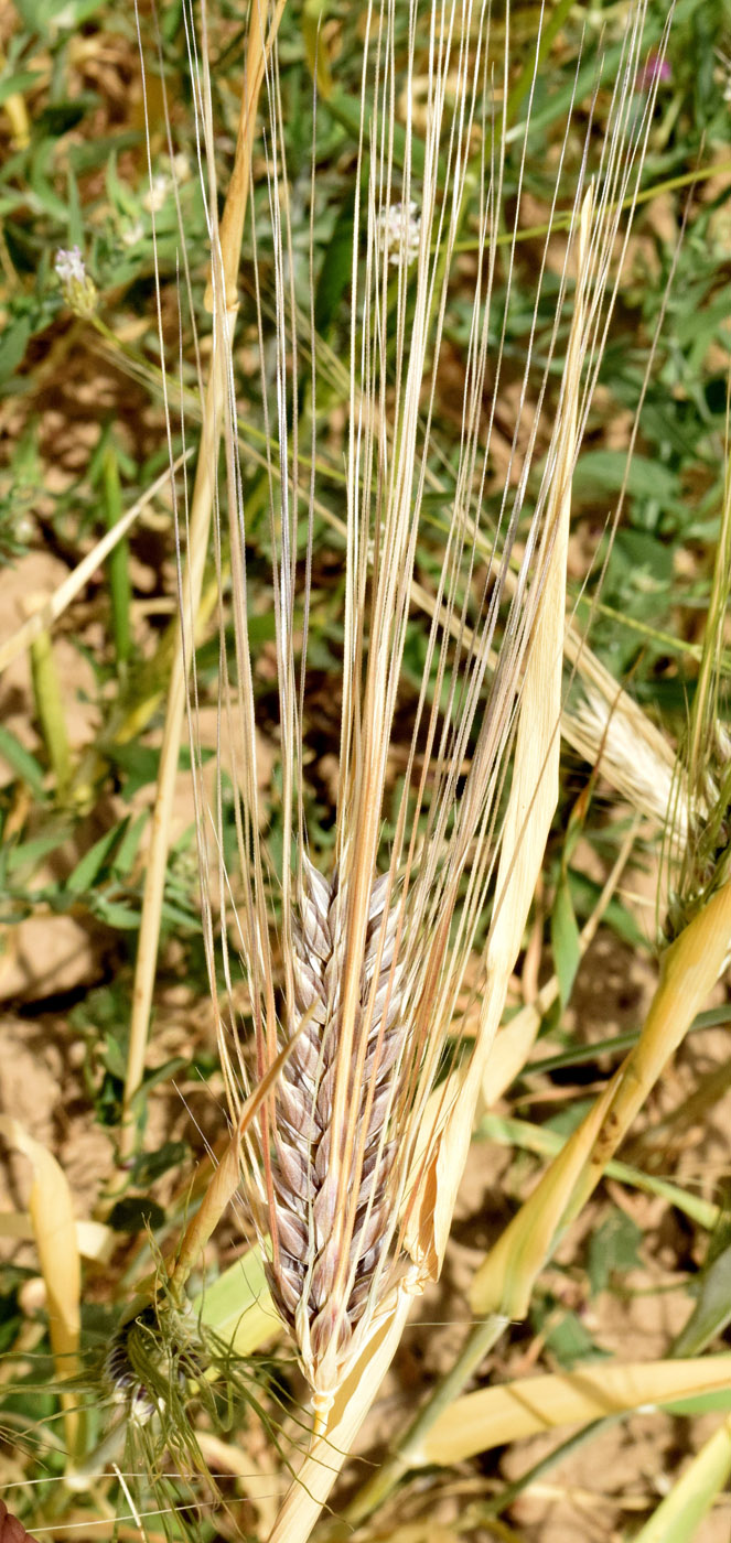 Image of Hordeum vulgare specimen.