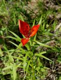 Lilium pensylvanicum. Верхушка побега с цветком. Якутия, Алданский р-н, левый берег р. Алдан в 6 км выше г. Томмот. 27.06.2016.