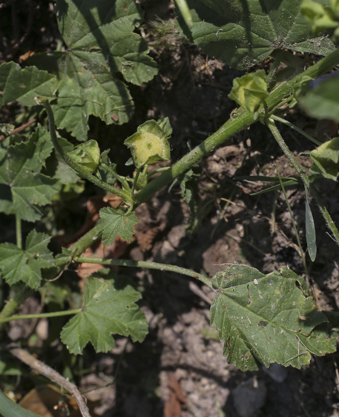 Image of Malva sylvestris specimen.