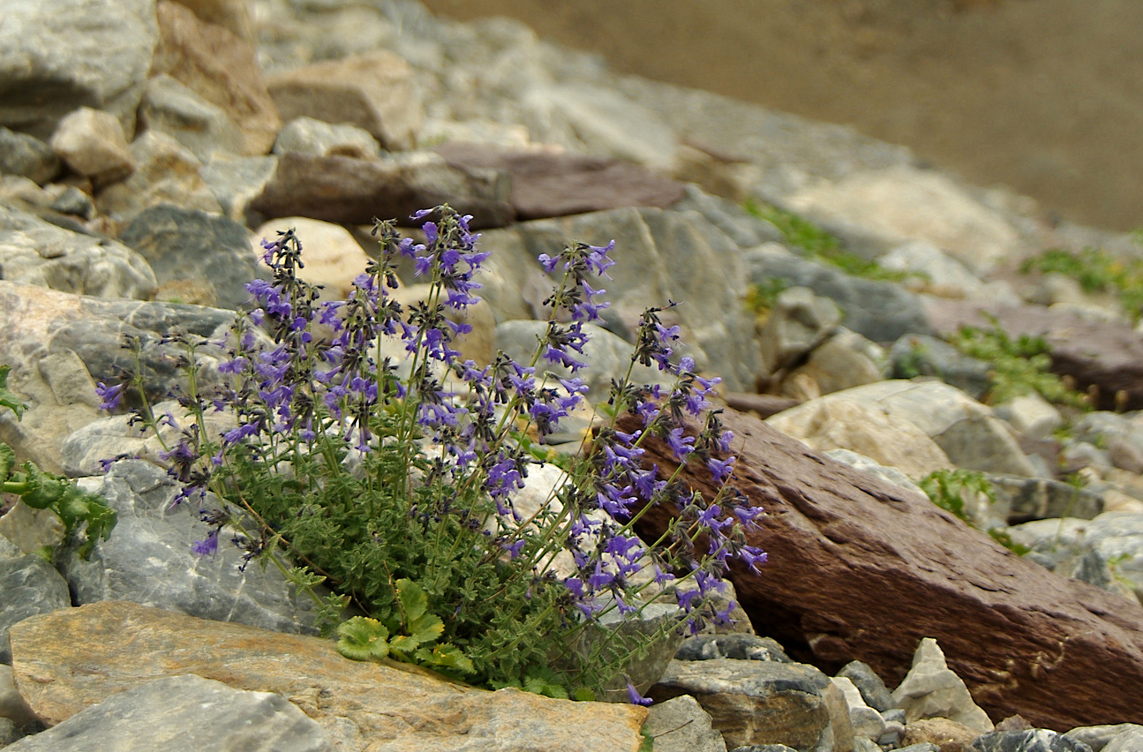 Image of Lophanthus subnivalis specimen.