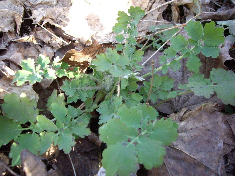Image of Chelidonium majus specimen.