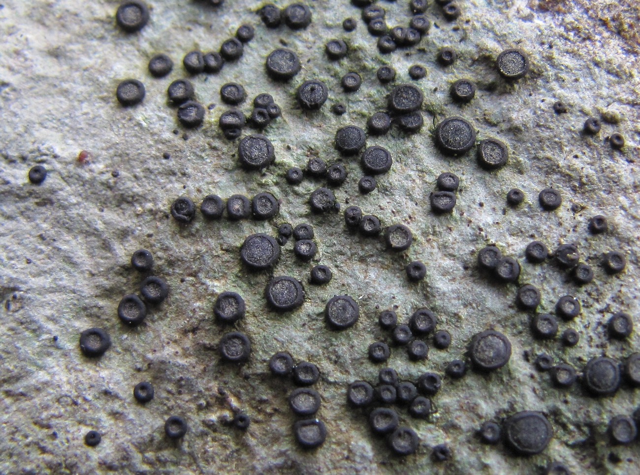 Image of Lecidella stigmatea specimen.