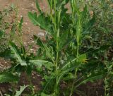 Sonchus subspecies uliginosus