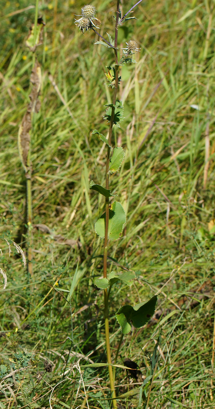 Image of Eryngium planum specimen.
