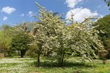 Viburnum plicatum. Цветущие растения. Грузия, Аджария, с. Мцване-Концхи, Батумский бот. сад, в культуре. 09.05.2017.