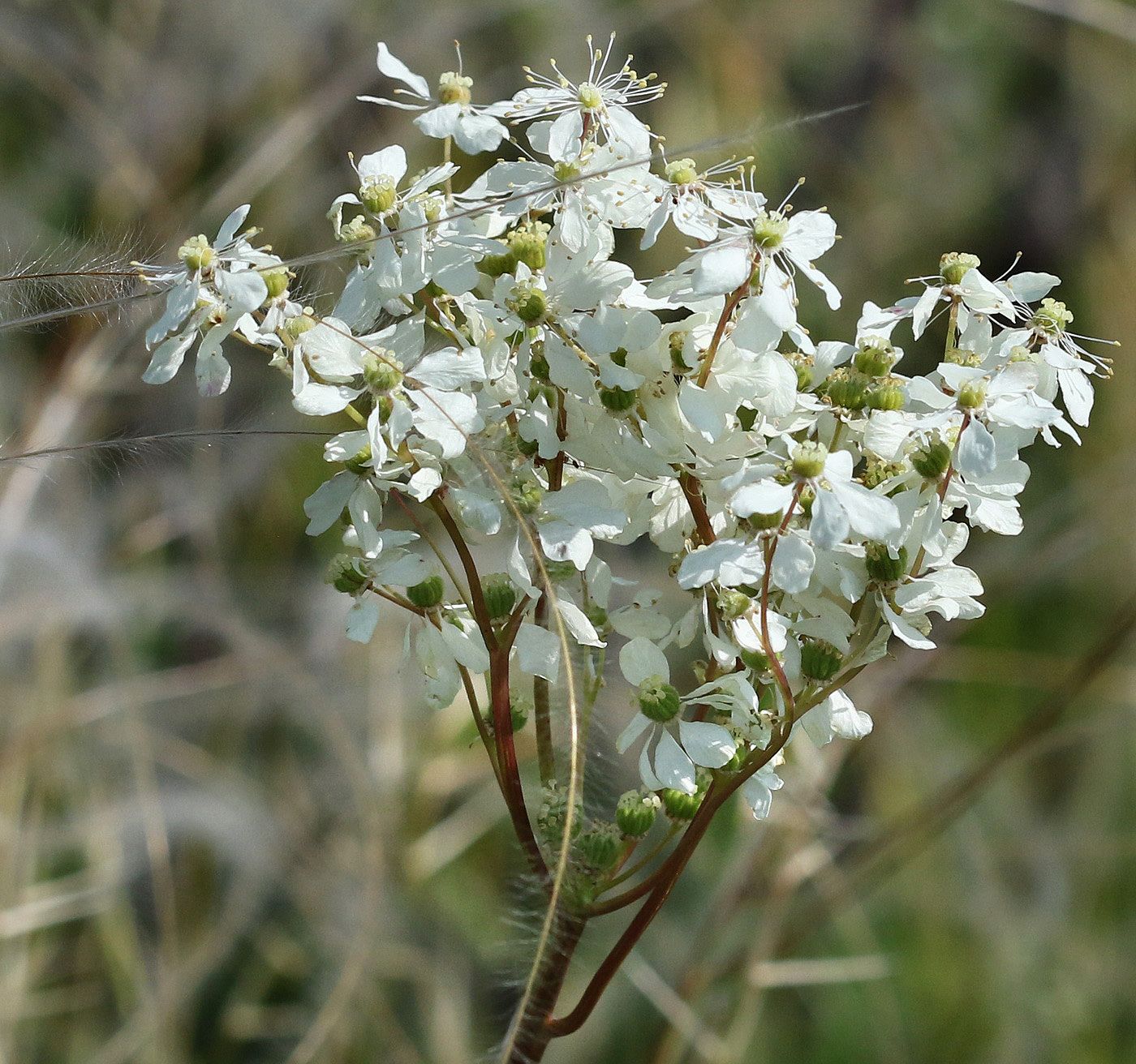 Image of Filipendula vulgaris specimen.