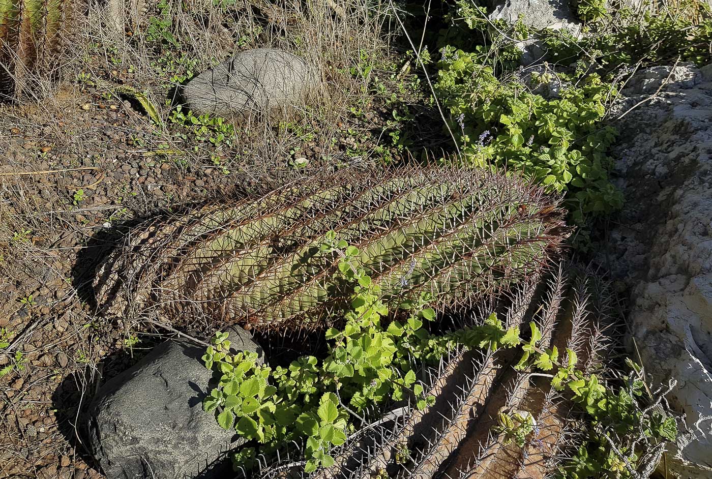 Изображение особи Ferocactus recurvus.