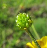 Ranunculus balkharicus. Плод. Кабардино-Балкария, Эльбрусский р-н, долина р. Ирик, ок. 2600 м н.у.м., субальпийский луг. 13.07.2016.