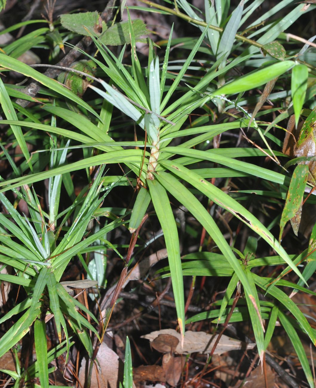 Image of Carex phyllocephala specimen.