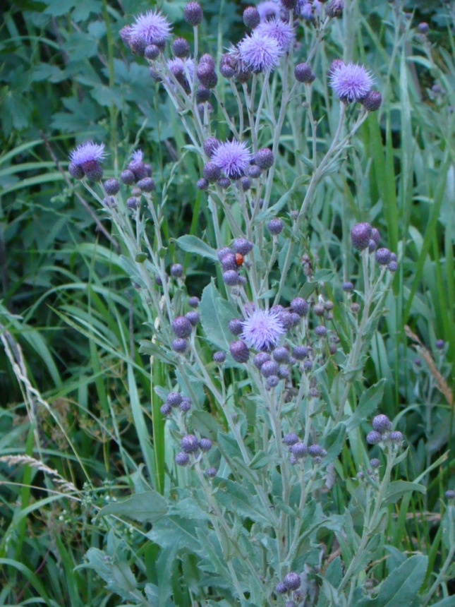 Изображение особи Cirsium incanum.