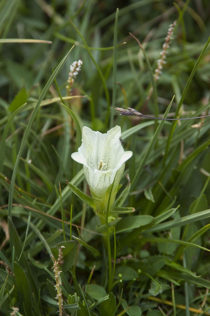 Image of Gentiana algida specimen.