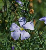 Linum perenne