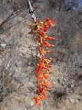 Fouquieria splendens