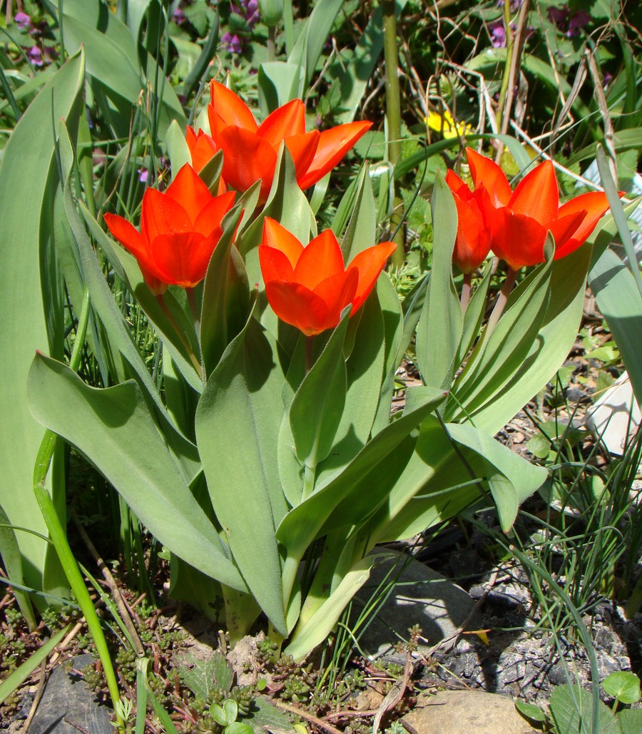 Image of Tulipa praestans specimen.