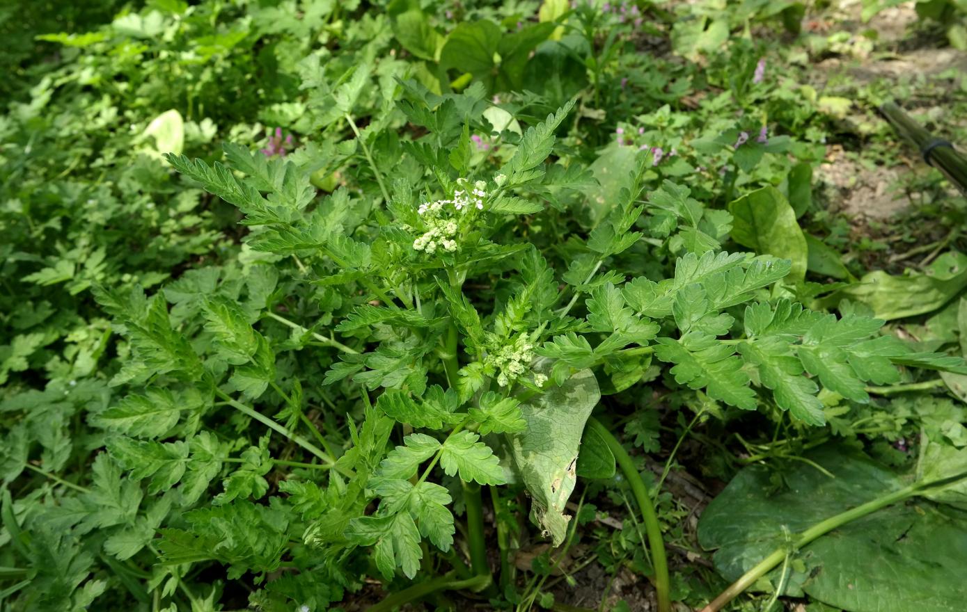 Изображение особи семейство Apiaceae.