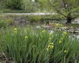 Iris pseudacorus