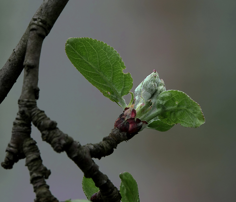 Image of Malus domestica specimen.
