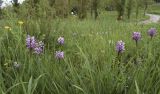 Orchis simia. Цветущие растения. Испания, Каталония, пров. Жирона, комарка Сельва, муниципалитет Сускеда, окр. деревни Сант-Марти-Сакальм, 835 м н.у.м., участок луга не занятый под выгон. 08.05.2018.