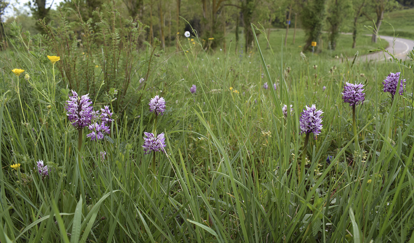 Image of Orchis simia specimen.