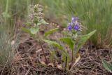 Ajuga genevensis. Цветущие растения. Ростовская обл., Аксайский р-н, окр. хут. Александровка, степной склон. 18.05.2017.