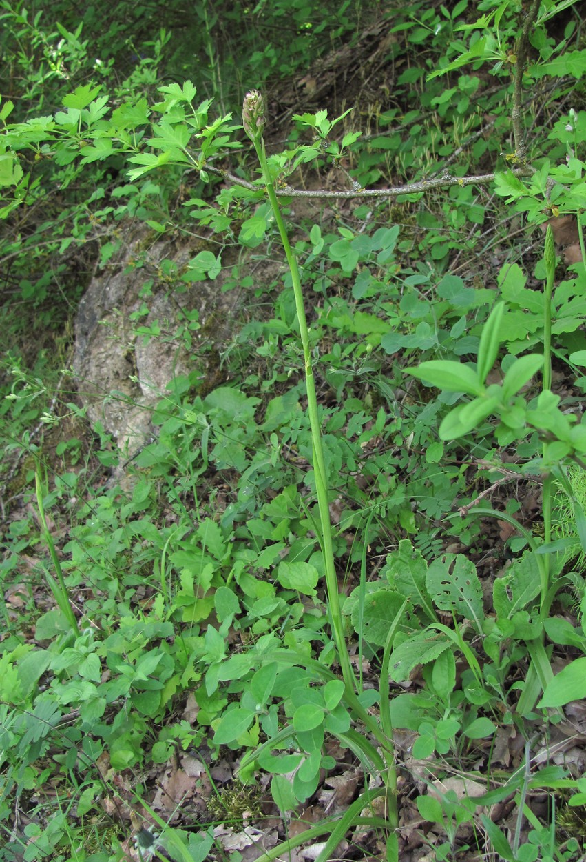 Изображение особи Anacamptis pyramidalis.