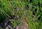 genus Thymus. Цветущие растения. Тульская обл., Ефремовский р-н, долина р. Красивая Меча, разнотравная степь, на муравейнике. 02.06.2018.