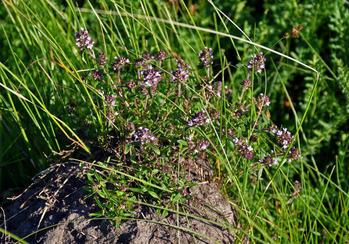 Изображение особи род Thymus.