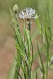 Centaurea cyanus