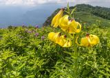 Lilium monadelphum