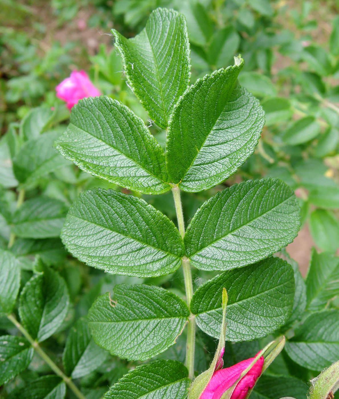 Image of Rosa rugosa specimen.