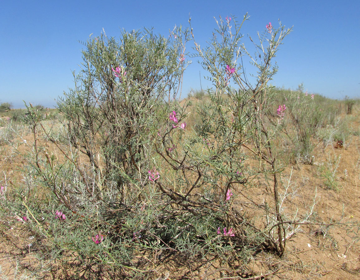 Image of Astragalus barbidens specimen.