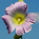 Alcea rosea