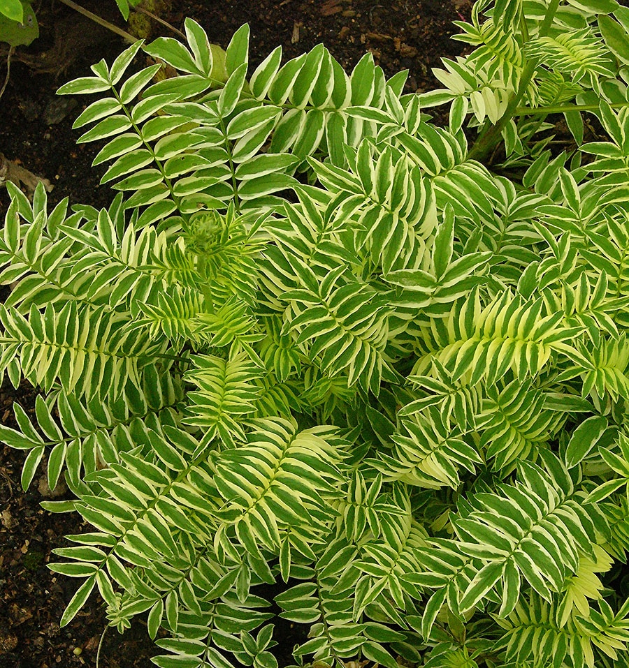 Image of Polemonium caeruleum specimen.