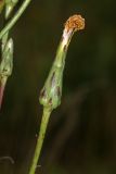 Scorzonera albicaulis. Соплодие. Приморский край, о. Русский. 06.09.2018.