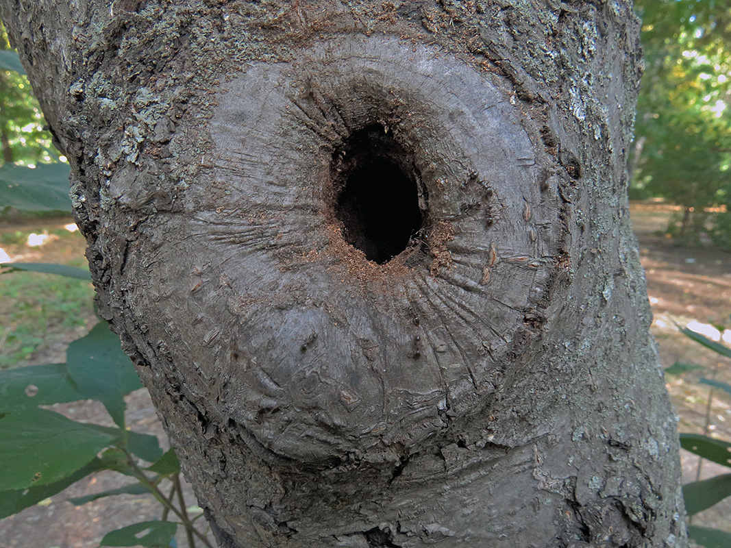 Image of Padus virginiana specimen.