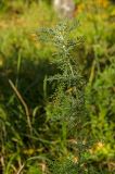 Artemisia macrantha. Верхушка вегетирующего побега. Башкортостан, Учалинский р-н, Ильчигуловский сельсовет, окр. дер. Мулдашево, опушка разреженного березняка. 7 сентября 2018 г.