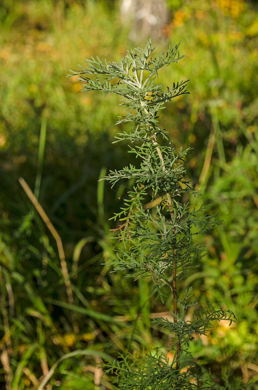 Изображение особи Artemisia macrantha.