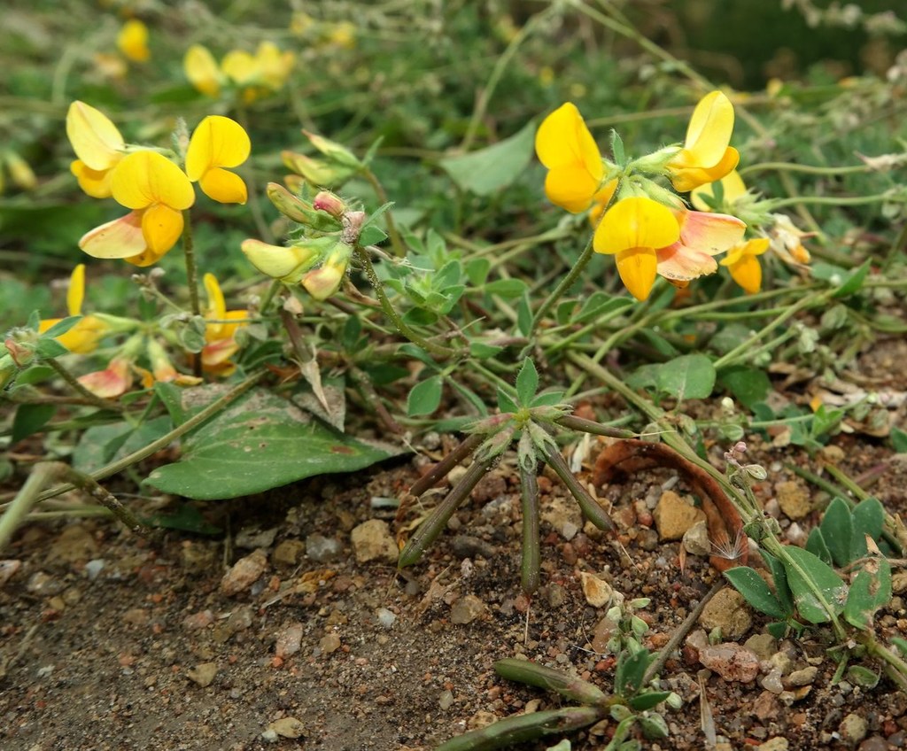 Image of genus Lotus specimen.