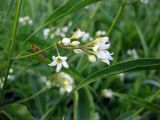 Vincetoxicum hirundinaria