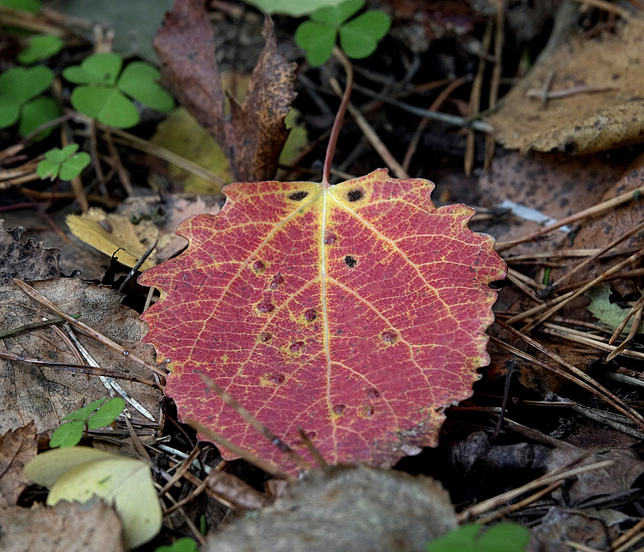 Image of Populus tremula specimen.