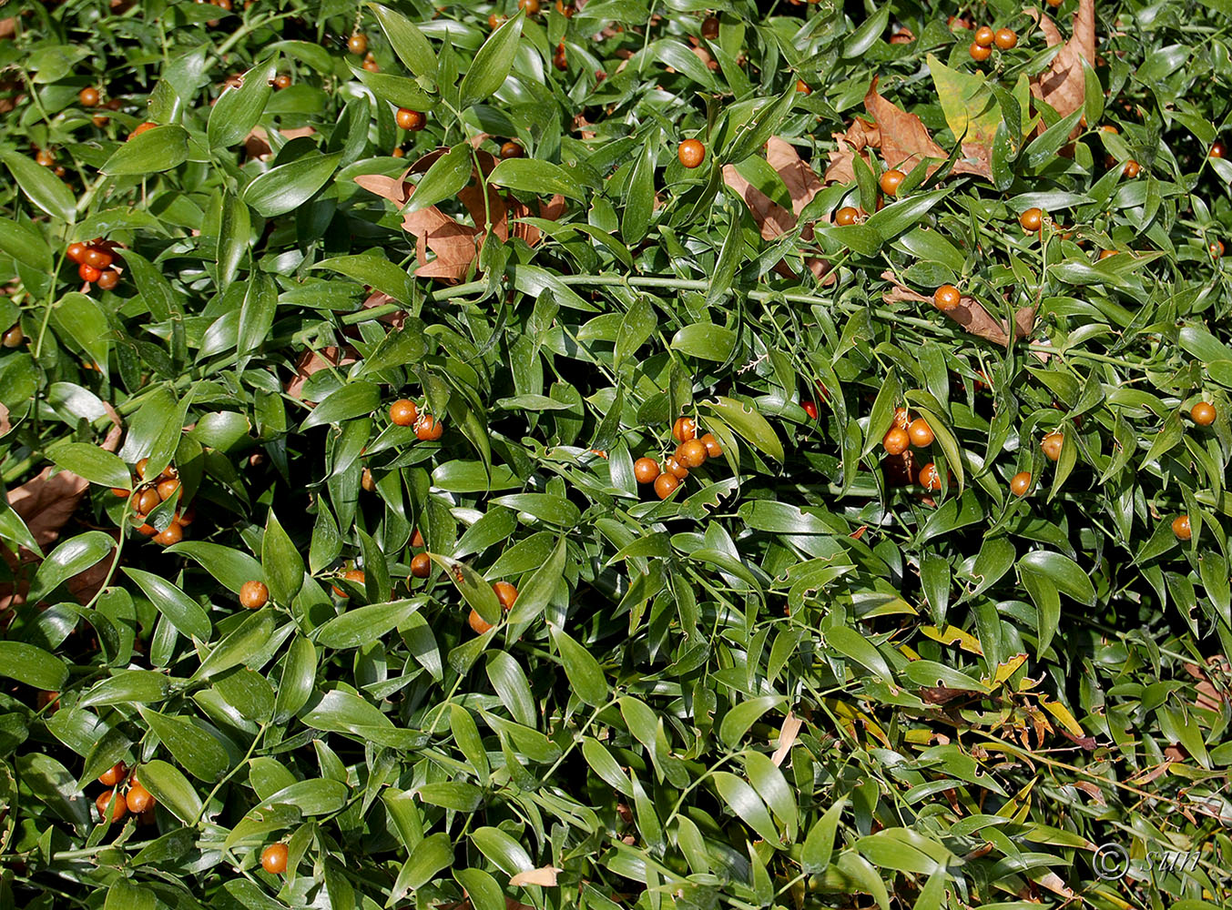 Image of Danae racemosa specimen.