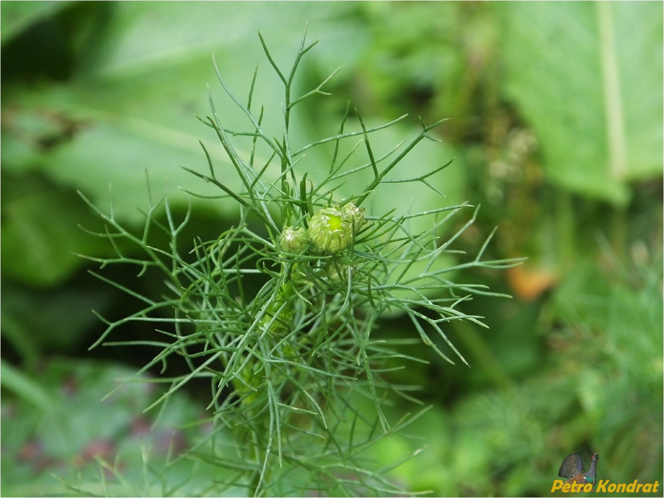 Изображение особи Tripleurospermum inodorum.