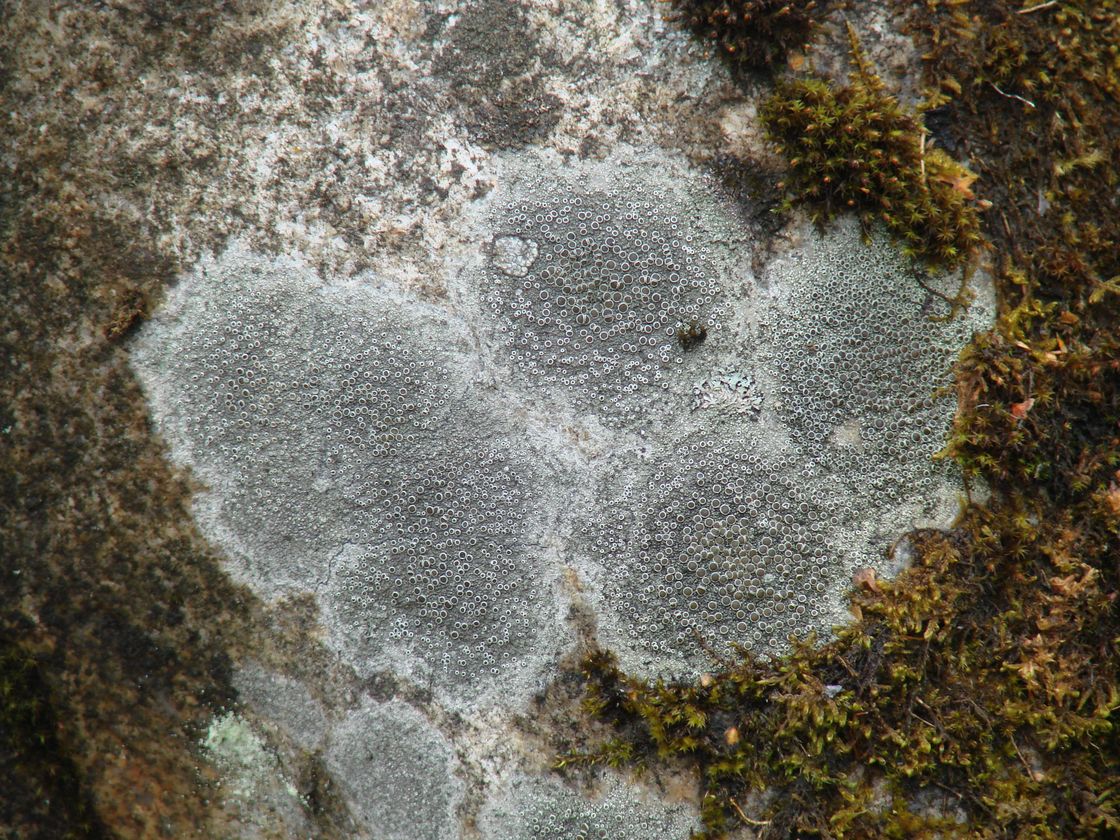 Image of Lecanora cenisia specimen.