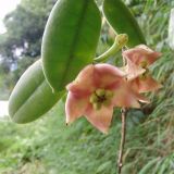 Hoya ruthiae