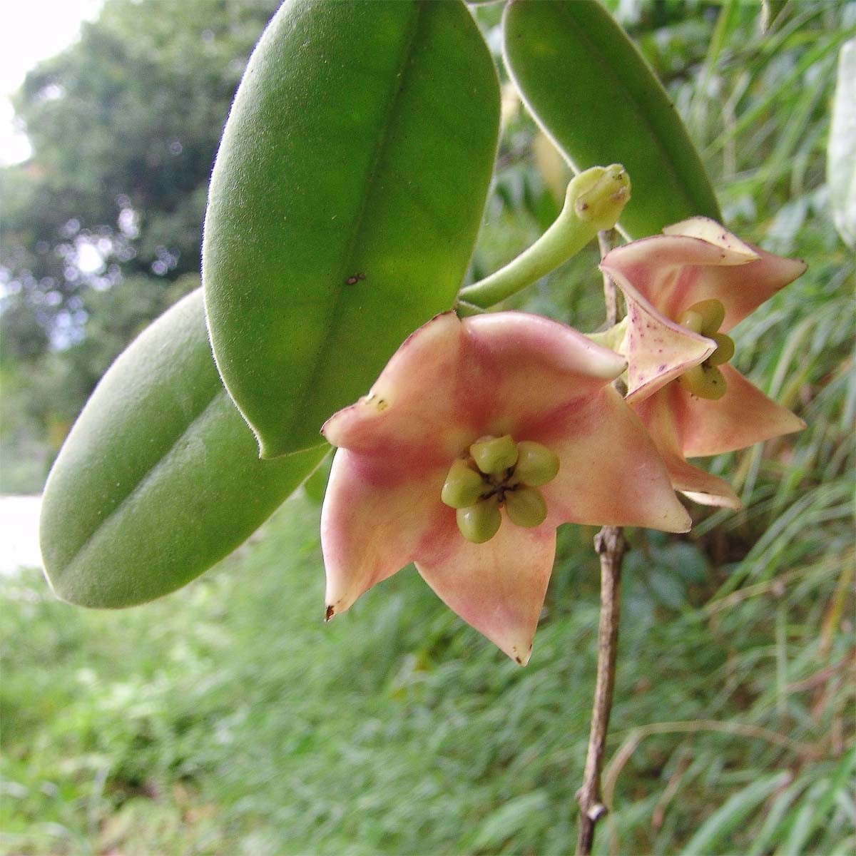 Image of Hoya ruthiae specimen.