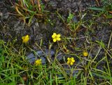 Ranunculus reptans