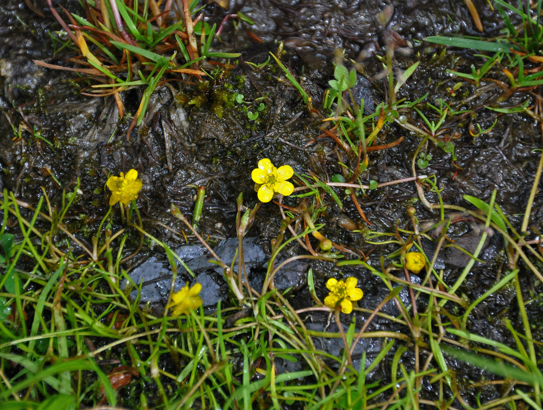 Image of Ranunculus reptans specimen.