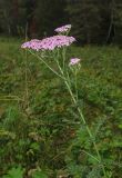 Achillea asiatica