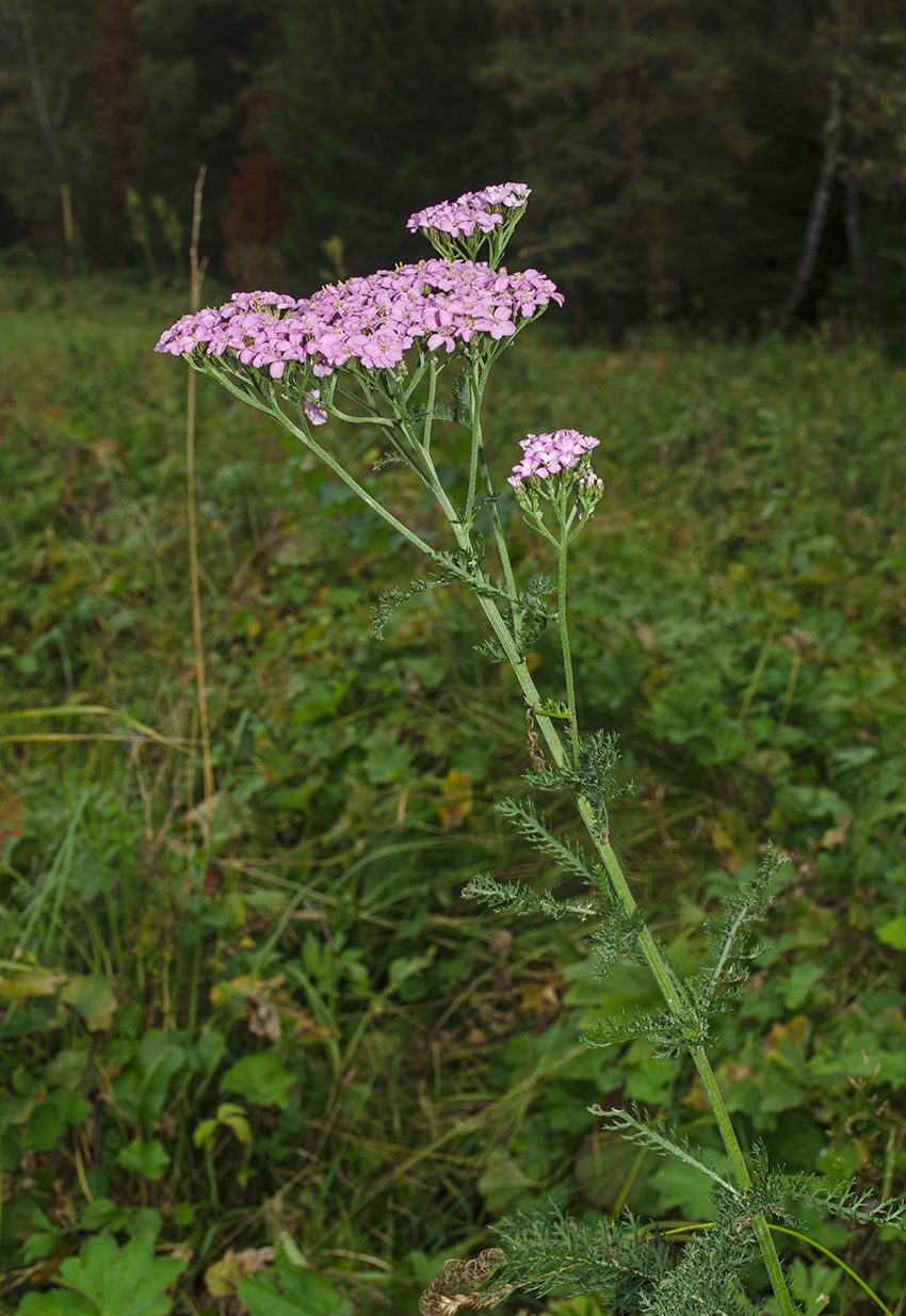 Image of Achillea asiatica specimen.