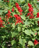 Salvia splendens